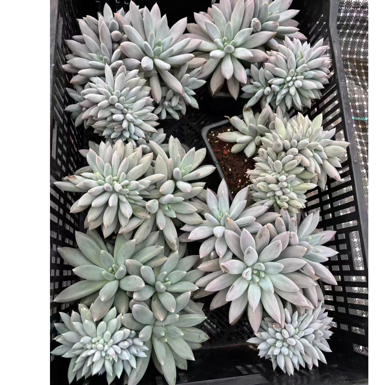 植迷园艺多肉植物10月27日哥特叶插大缀