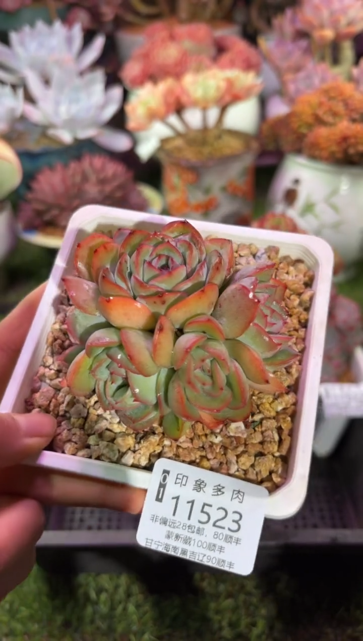 【闪购商品】11523