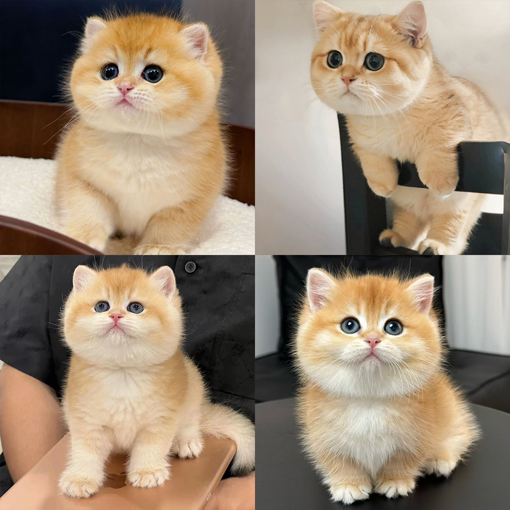 【阿政说猫】活体猫咪d