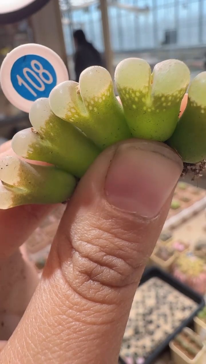 108多肉植物肉锥粉白冰沙一颗