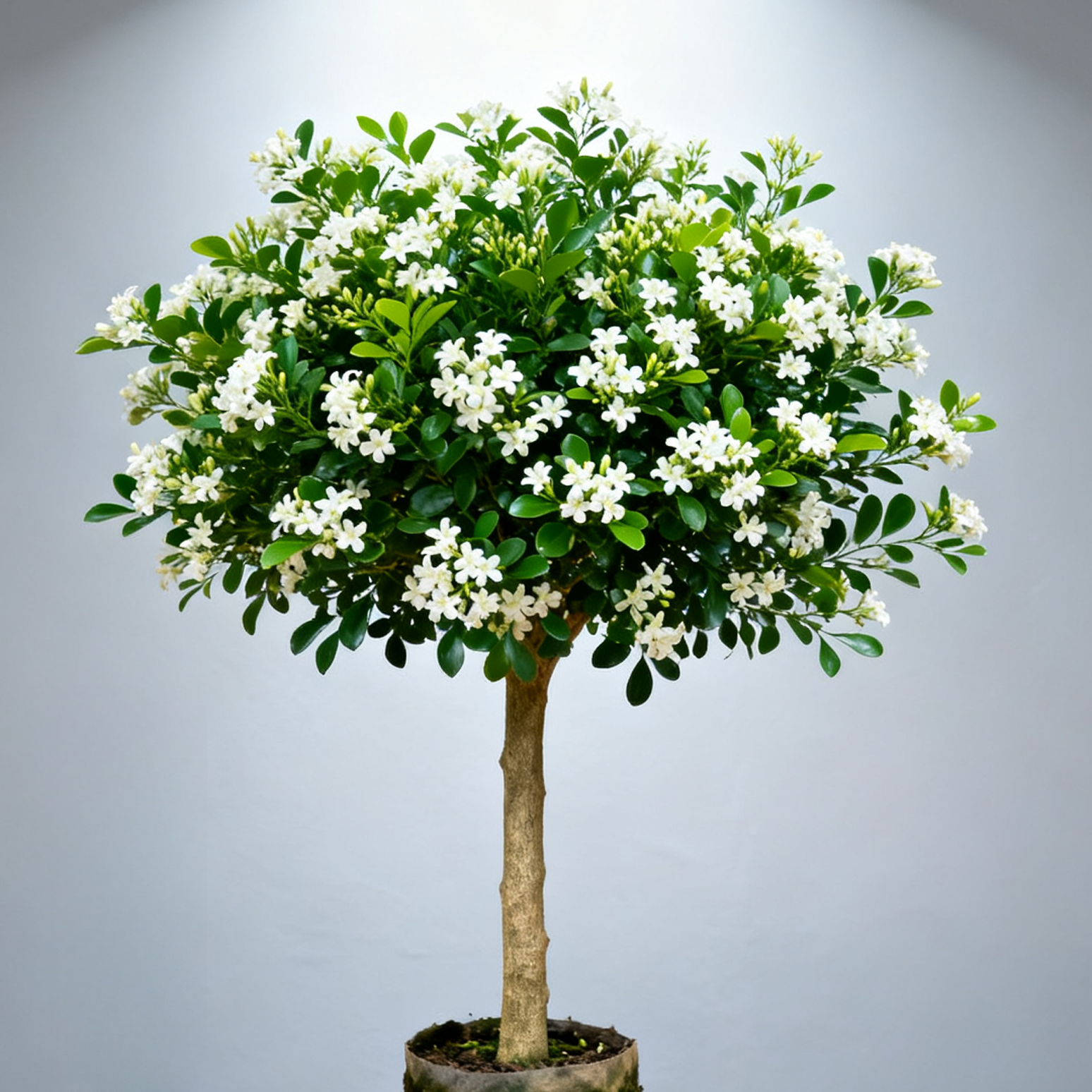 九里香四季开花盆栽花卉绿植老桩带花苞发货浓香型阳台室内绿植