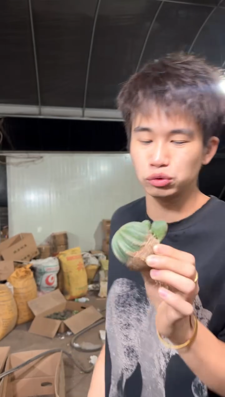 欧系 布纹球【带根】不指定带崽