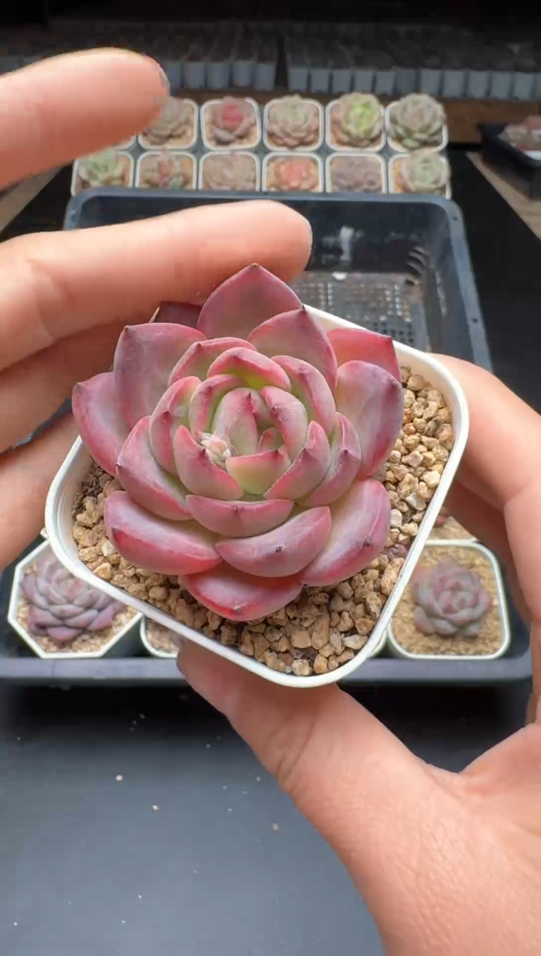 【闪购商品】194号一物一拍珍妮多肉花卉植物3颗起发