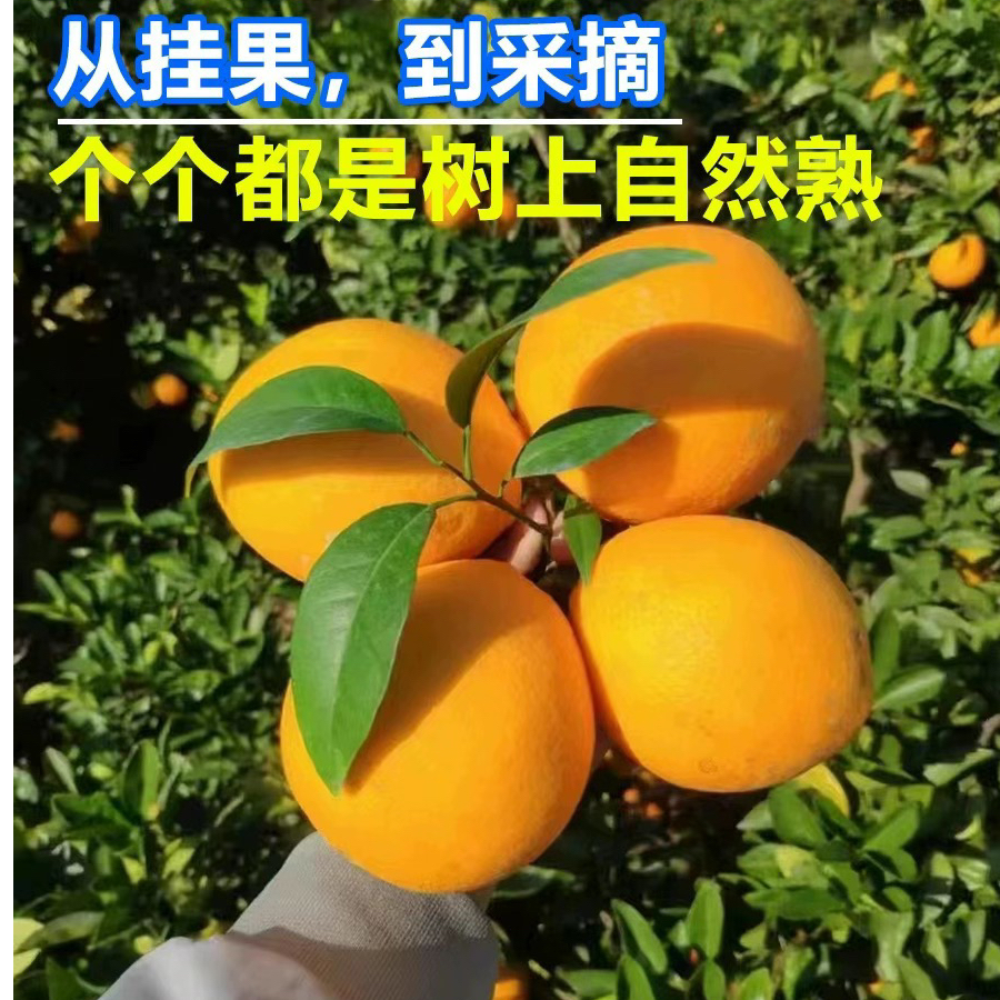 （现摘带枝叶发）正宗赣南脐橙带箱10斤新鲜水果江西赣州橙子产地发