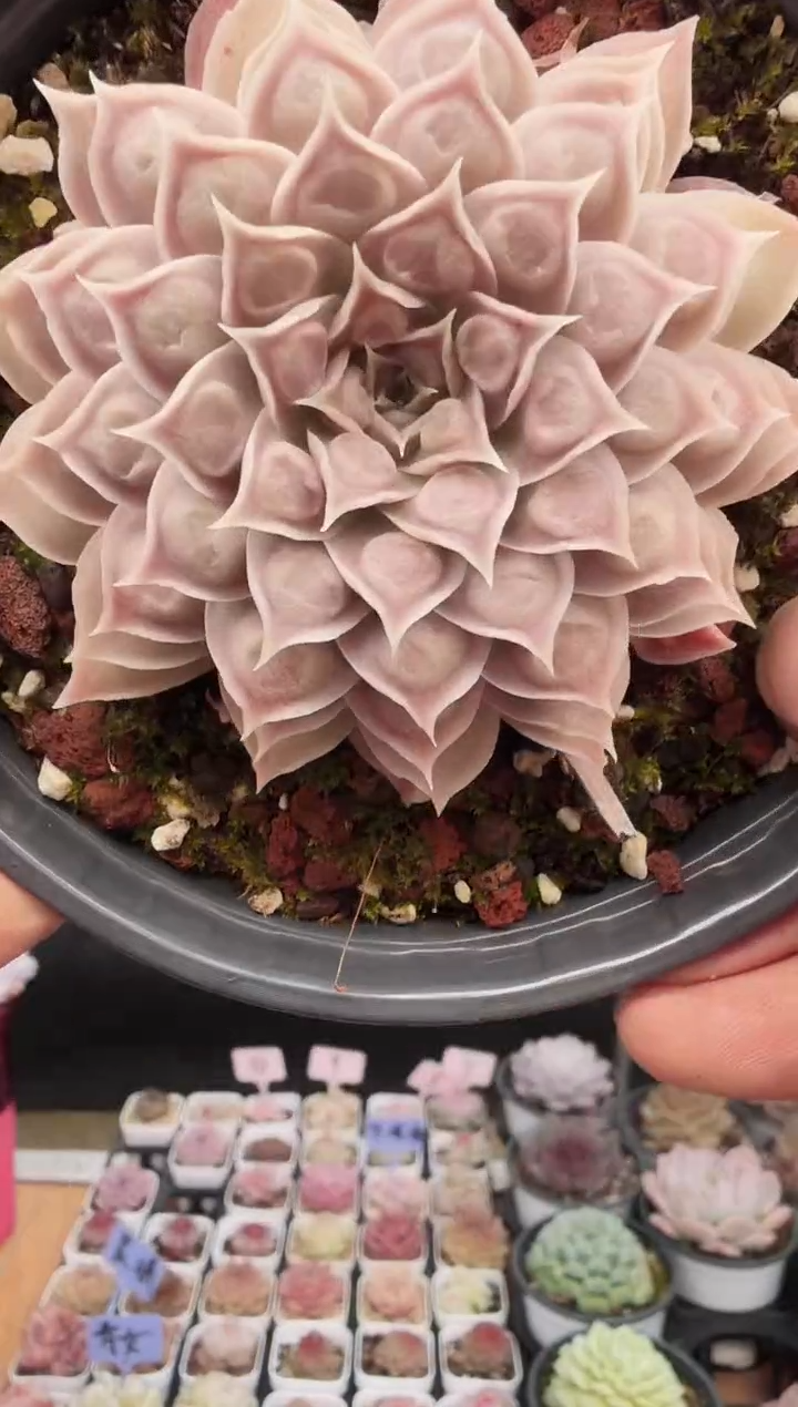 东云多肉园新款-105（脱土）