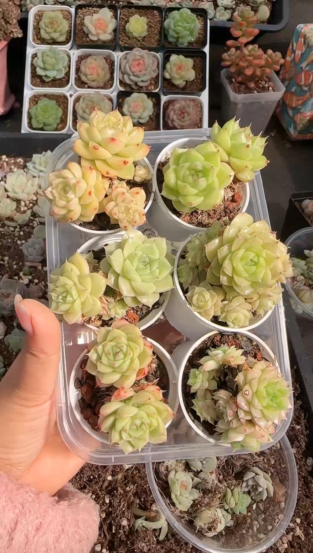 0525-26麦秆六颗一组