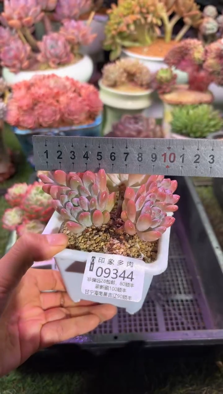 【闪购商品】09344