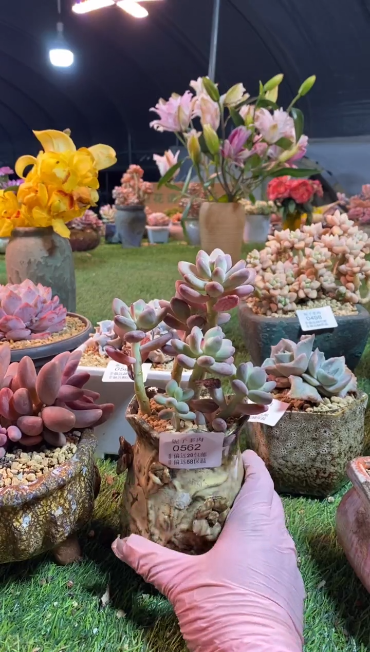 【闪购商品】0562a