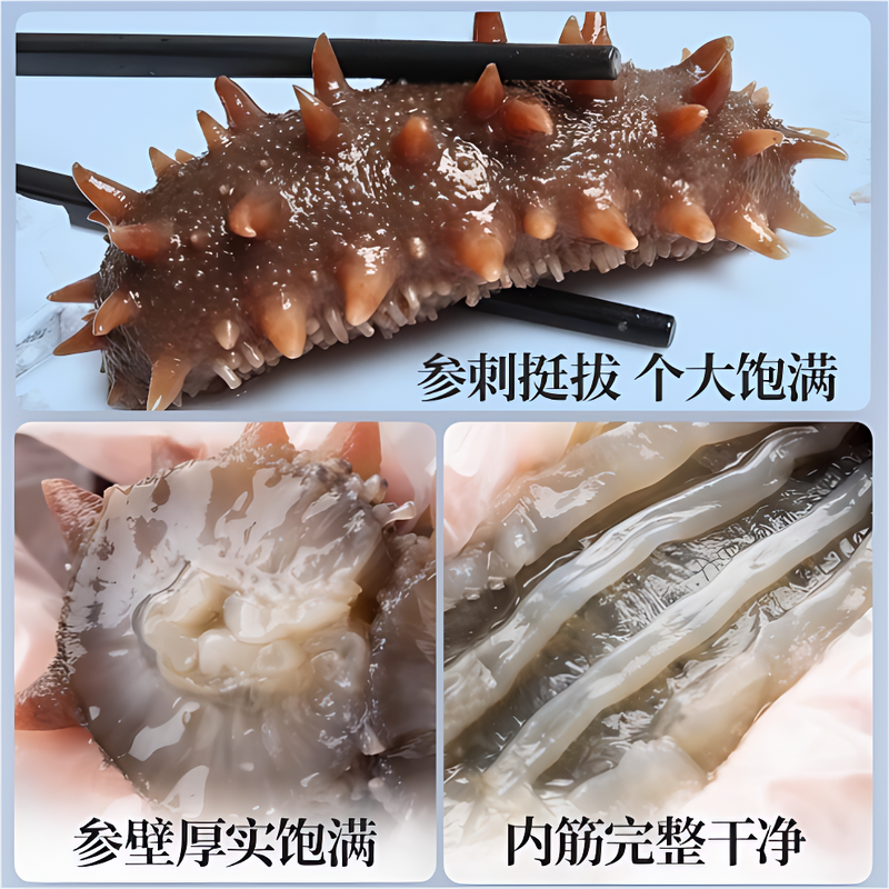 威海海参即食独立包装一斤9个左右参王包邮到家鲜食海参无冰优选