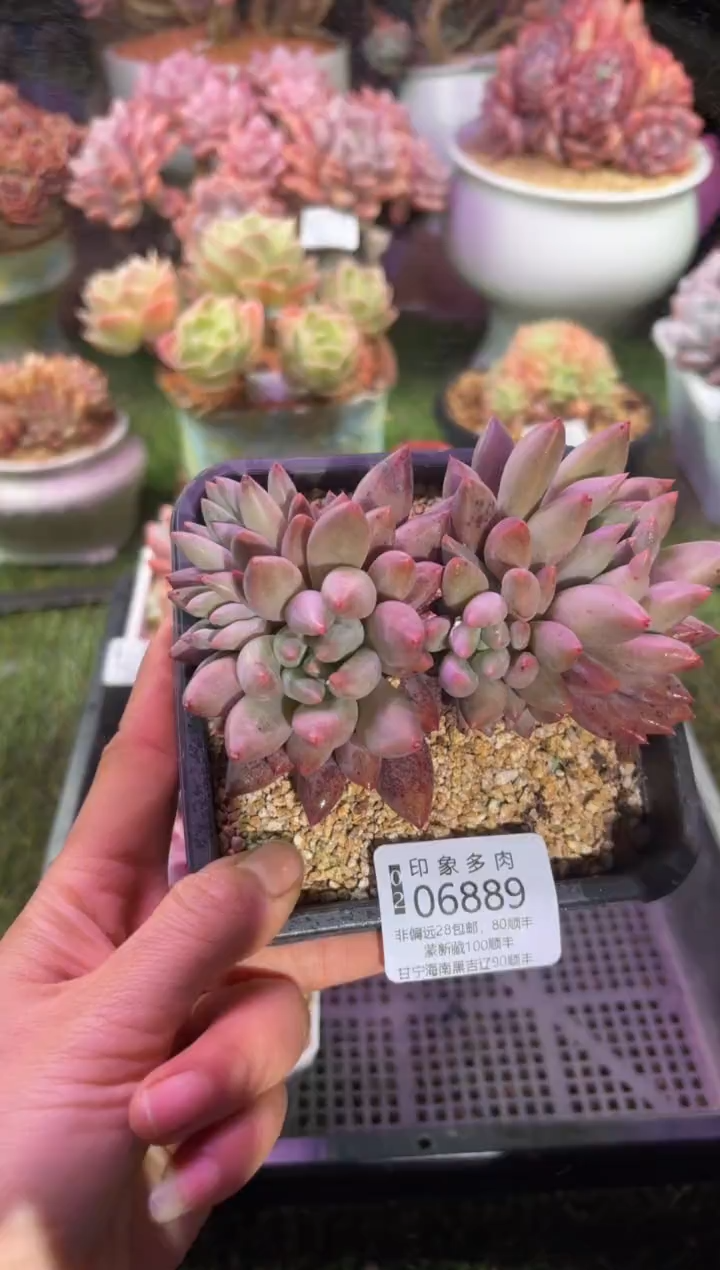 【闪购商品】06889