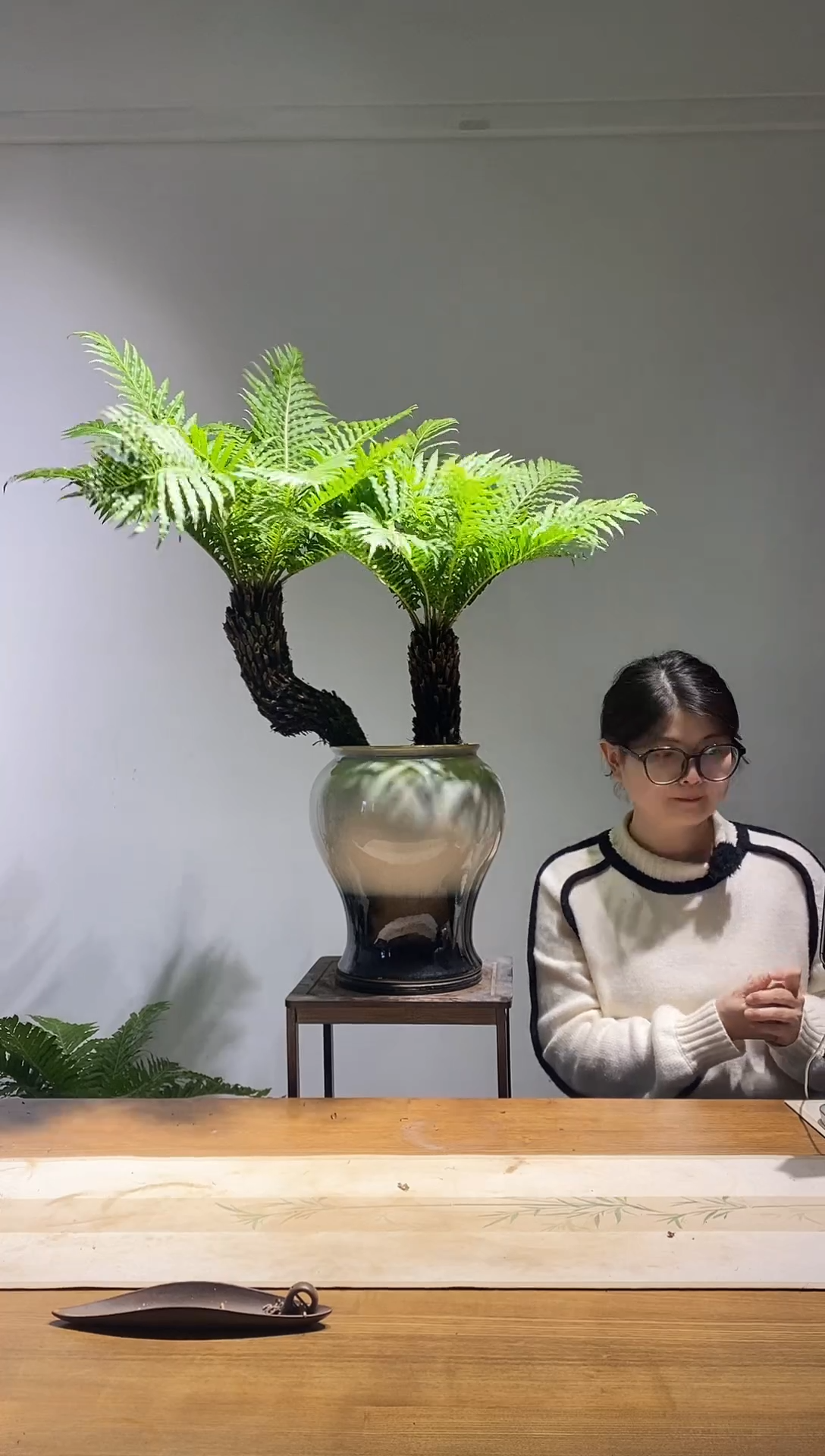 无花朵大斜飘双杆老桩富贵蕨四季常青室内绿植