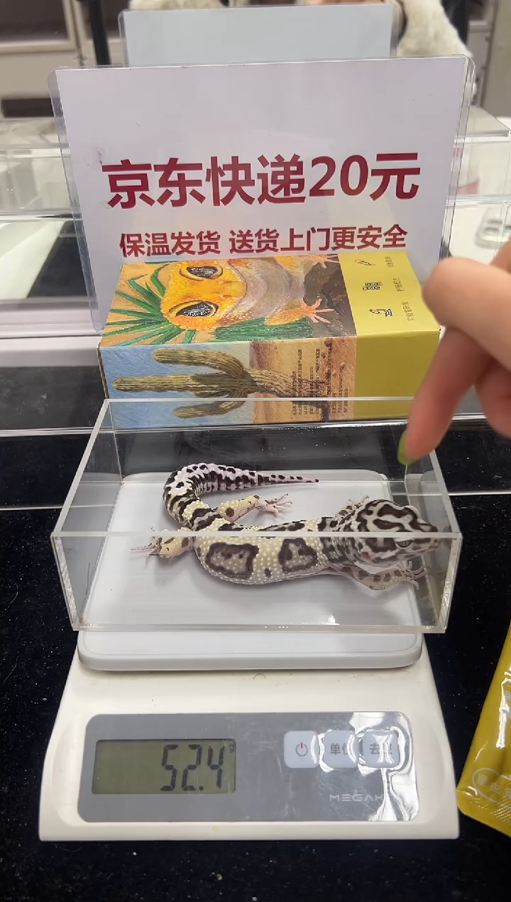 豹纹守宫054豹纹守宫