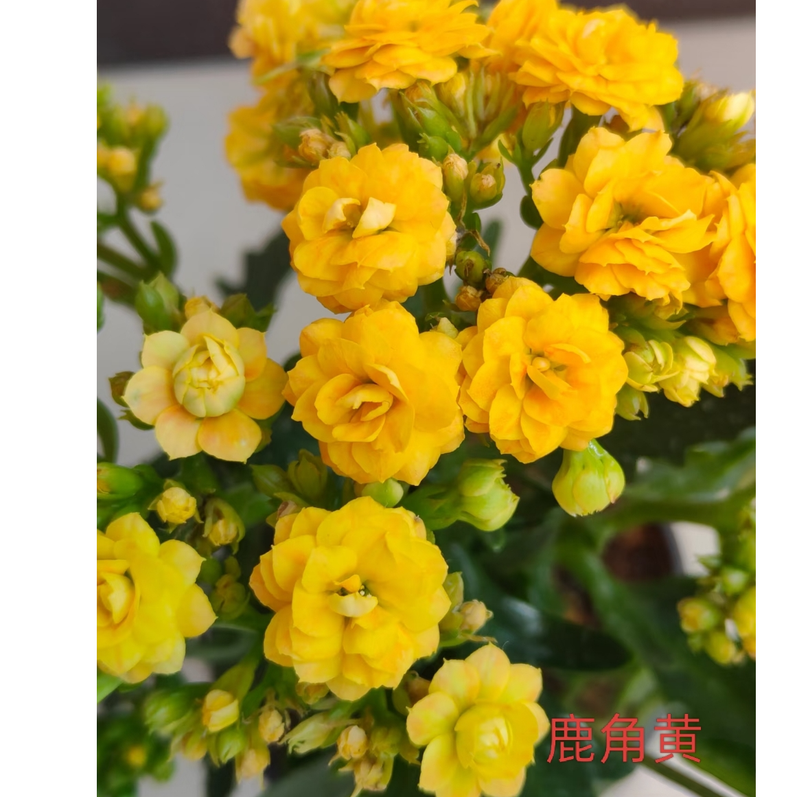 110鹿角黄无花苞长寿花   