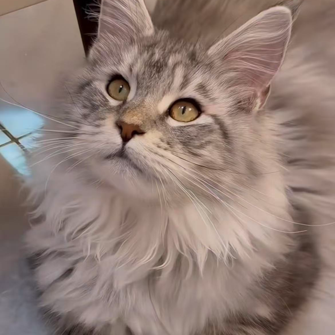 婷婷（全品类猫咪）宠物活体银渐层蓝白蓝金布偶缅因矮脚缅因暹罗