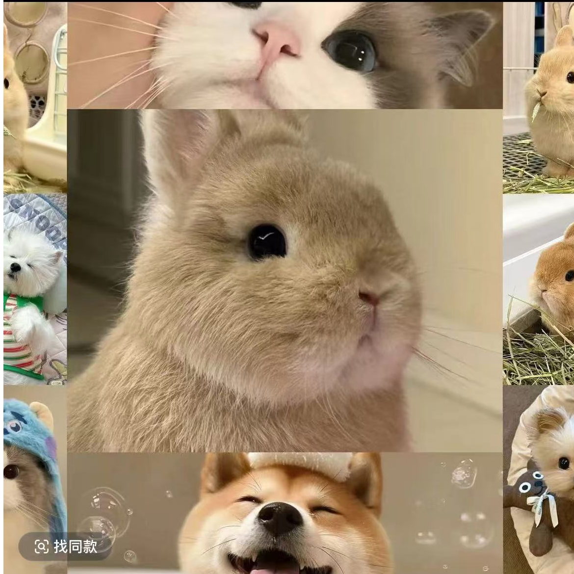 舒克杜宾活体宠物专用链接