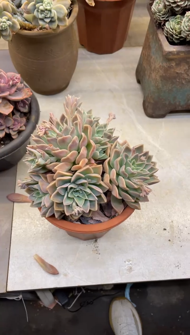 【闪购商品】121哈利