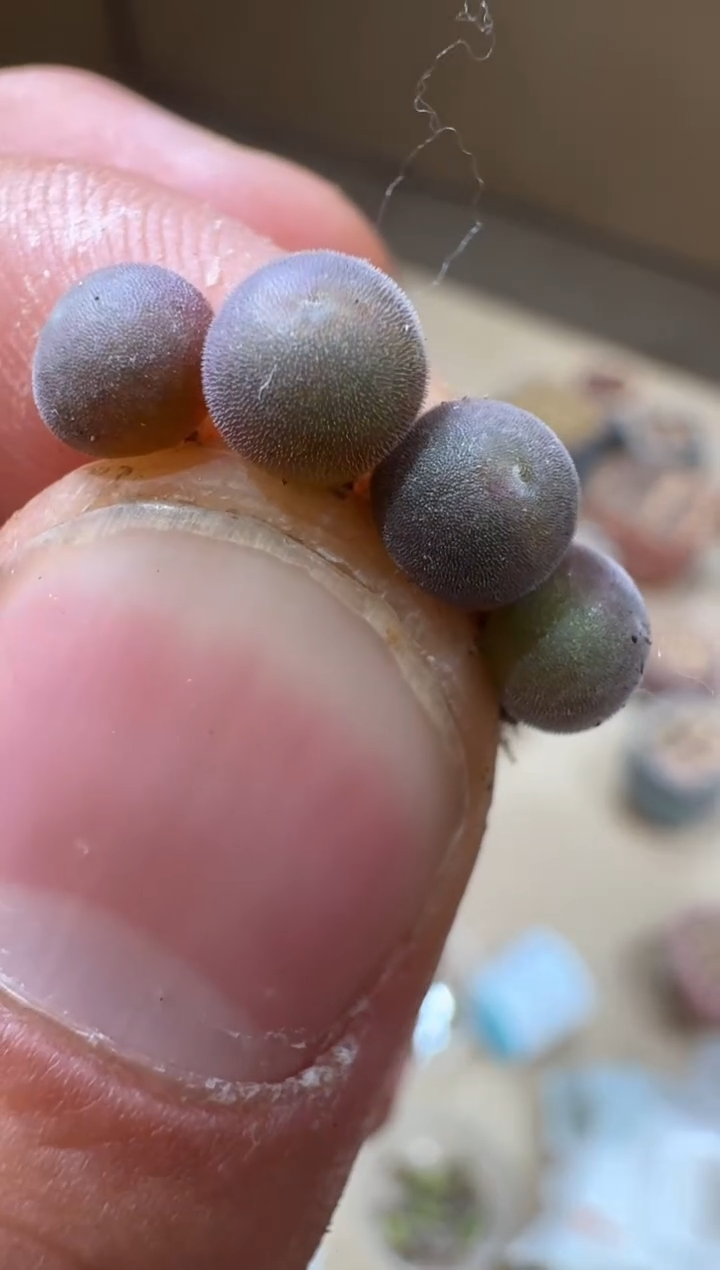 5-163多肉植物肉锥姬空蝉一颗