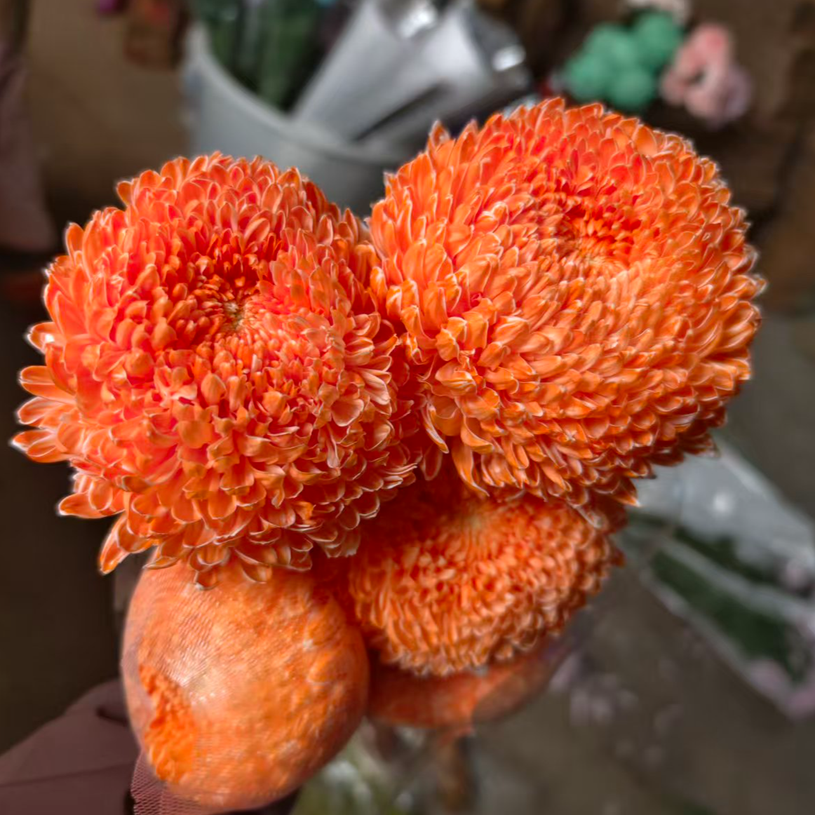 A级稀有心想事橙牡丹菊5支