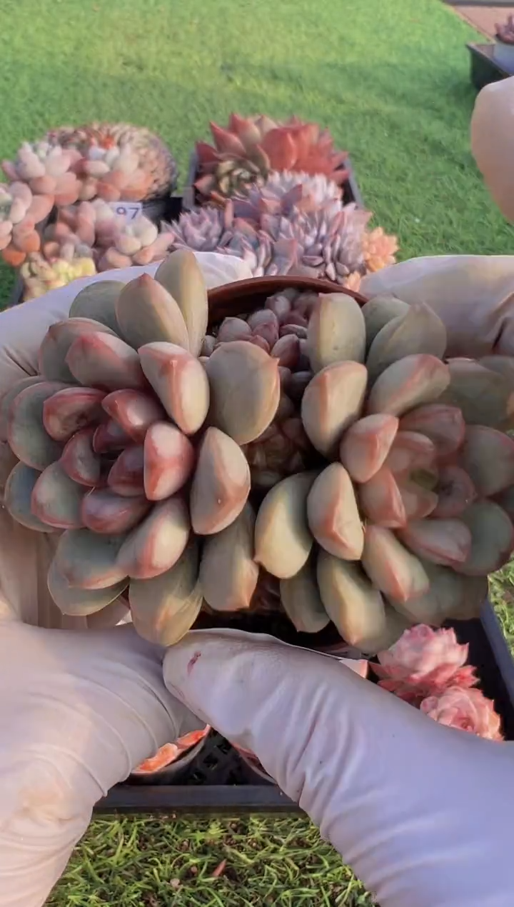 【闪购商品】信福多肉一物一拍