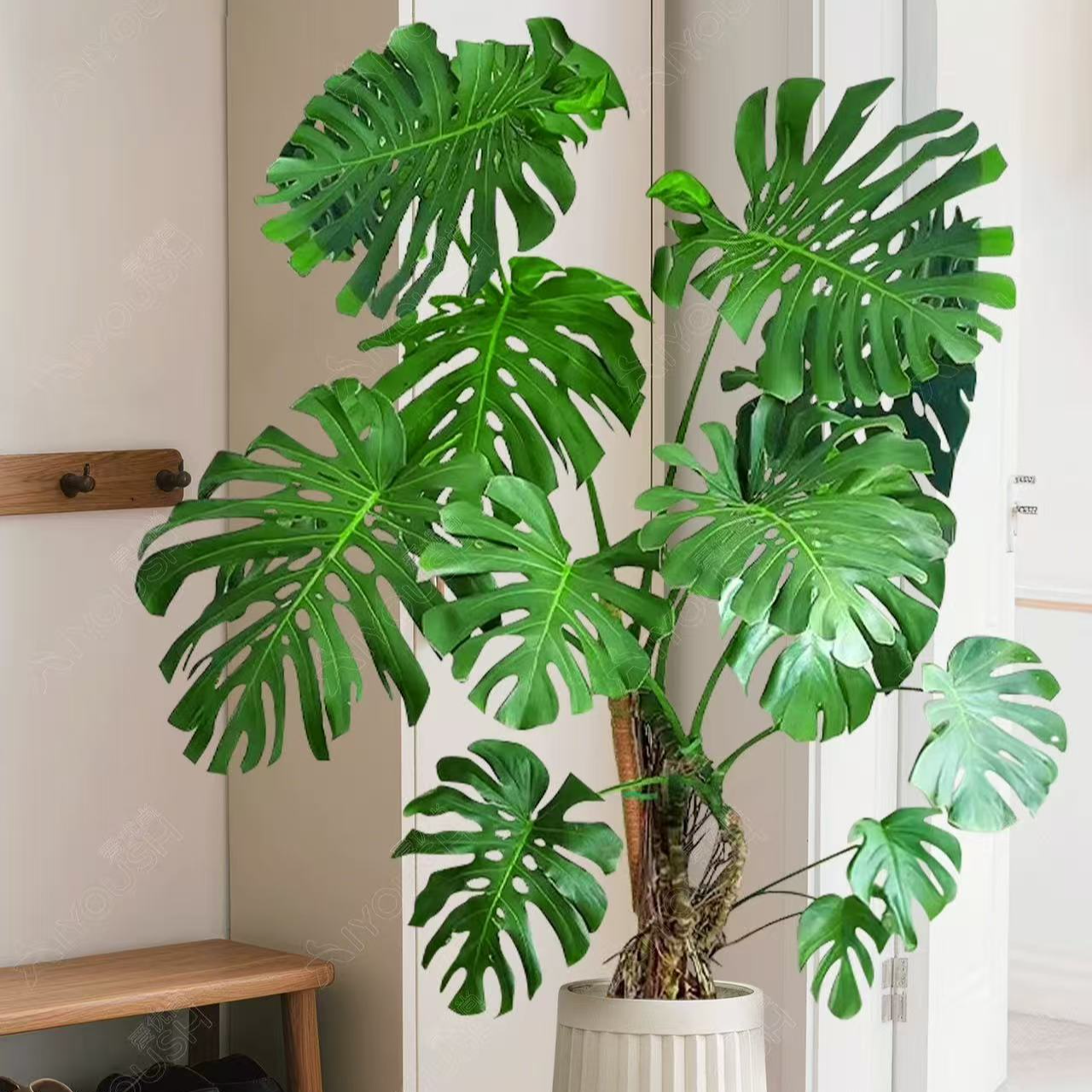 【新】大型盆栽款精选老桩龟背竹1.4m左右开业送礼水培大型绿植客厅