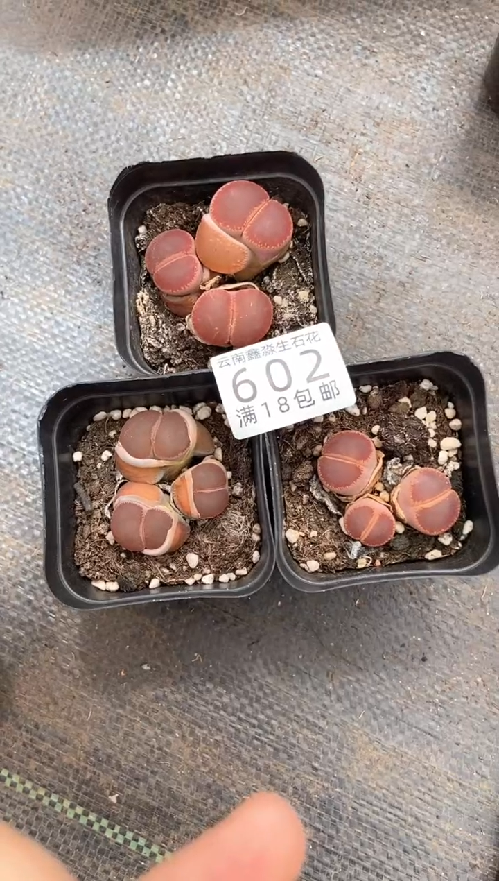 602特价日轮玉3盒噜啦啦