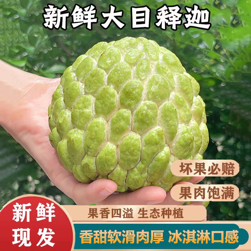 海南当季新鲜采摘大目释迦果番荔枝（冷链送货上门）