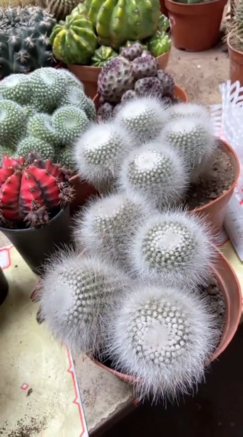 白小丁仙人球一物一拍