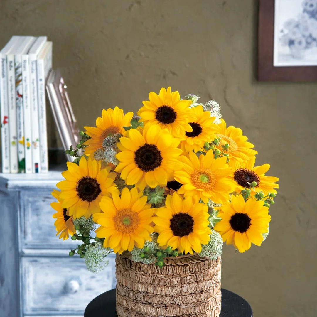 【文森特向日葵】山东玫瑰基地直发 现采现摘  顺丰包邮到家