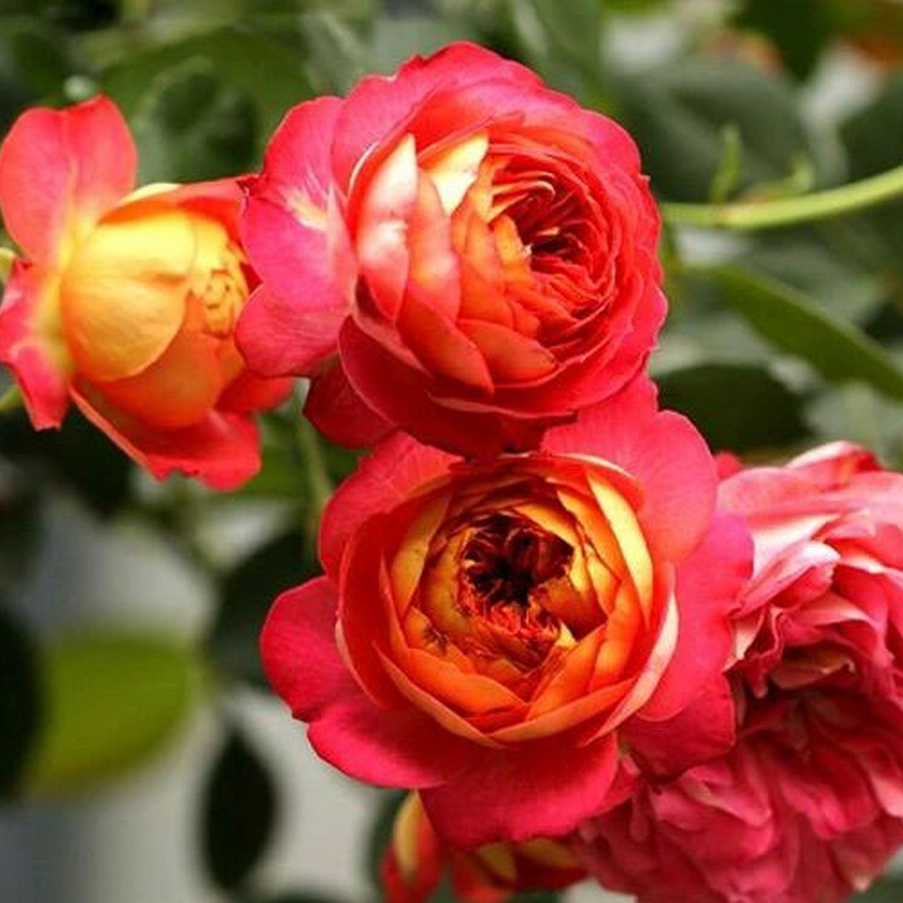 藤宝贝爬藤月季藤本月季四季勤花浓香阳台庭院盆栽花园花卉植物