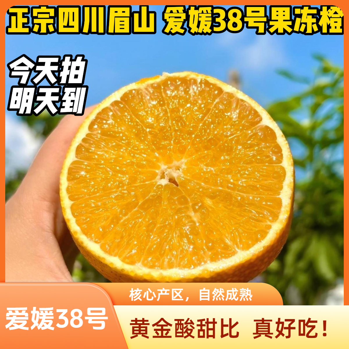 11.4摘 爱媛38号果冻橙 正宗四川眉山核心产区新鲜水果现货直发 顺丰极兔申通今天拍明天到四川省