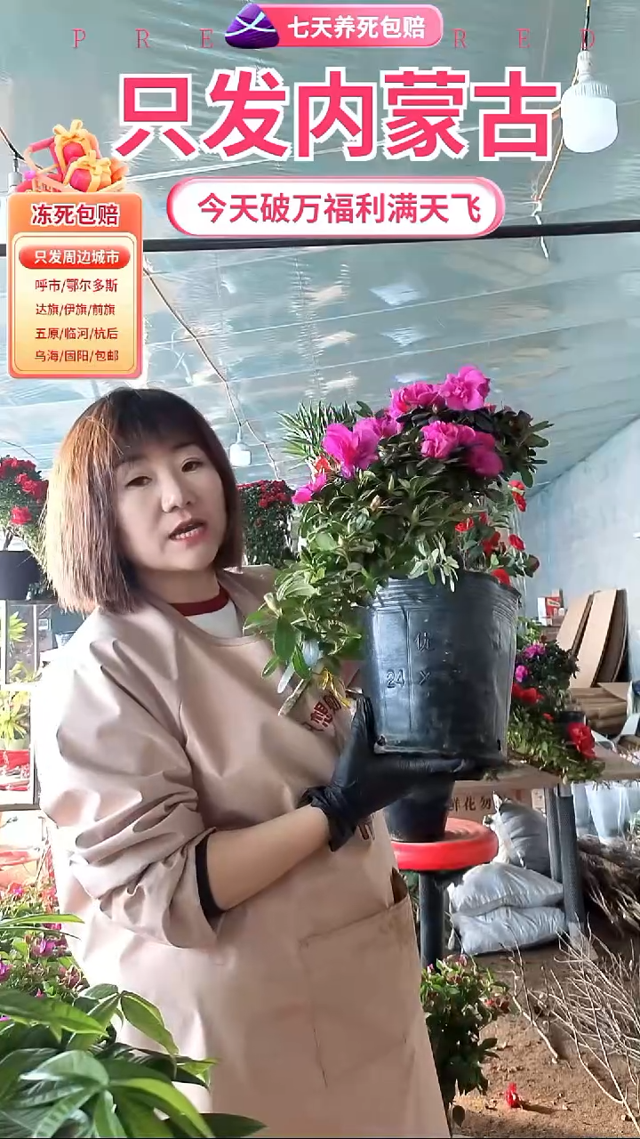 完全开放紫色凤尾杜鹃