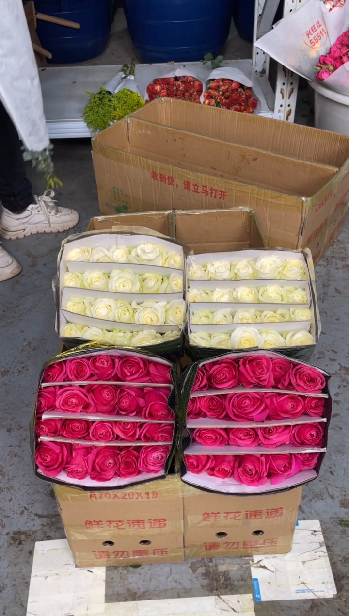 佛洛依德20枝+骄傲20枝