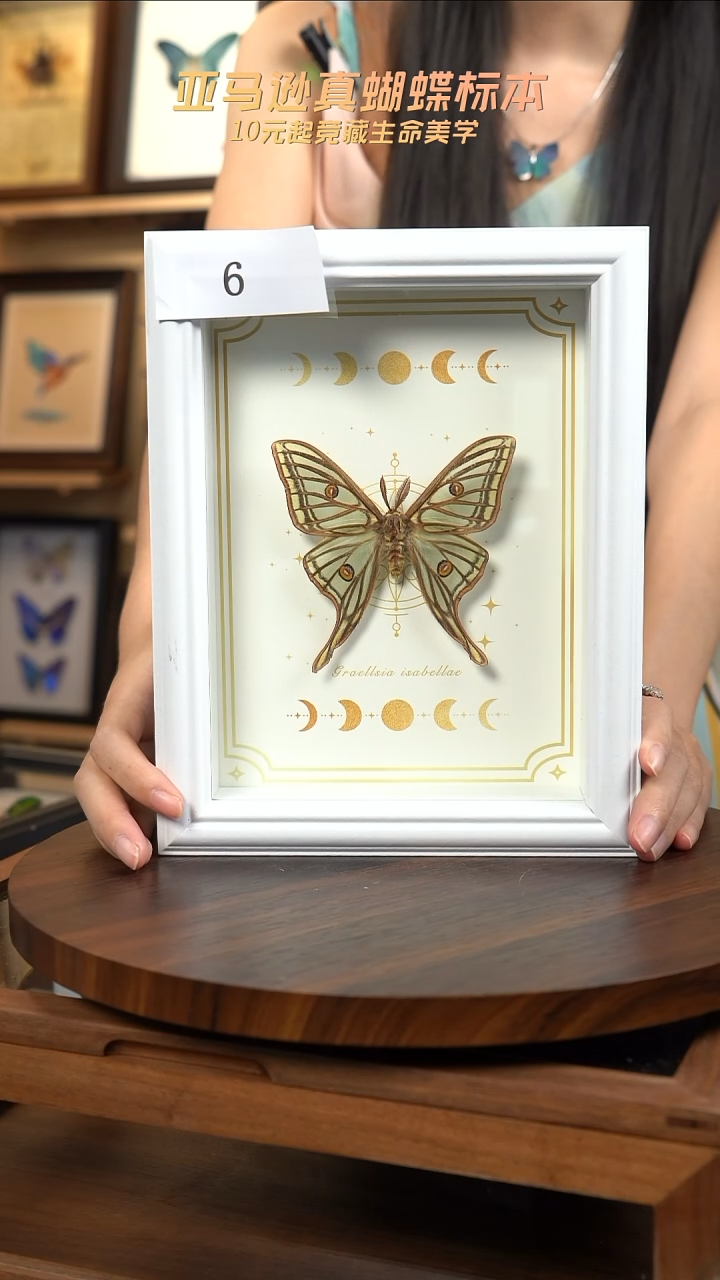 伊莎贝拉蛾子标本摆件2