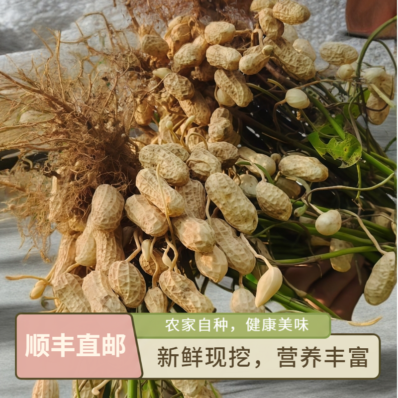 沙土地新鲜现挖带壳湿花生农家自种可水煮生吃粉皮花生（顺丰直邮）