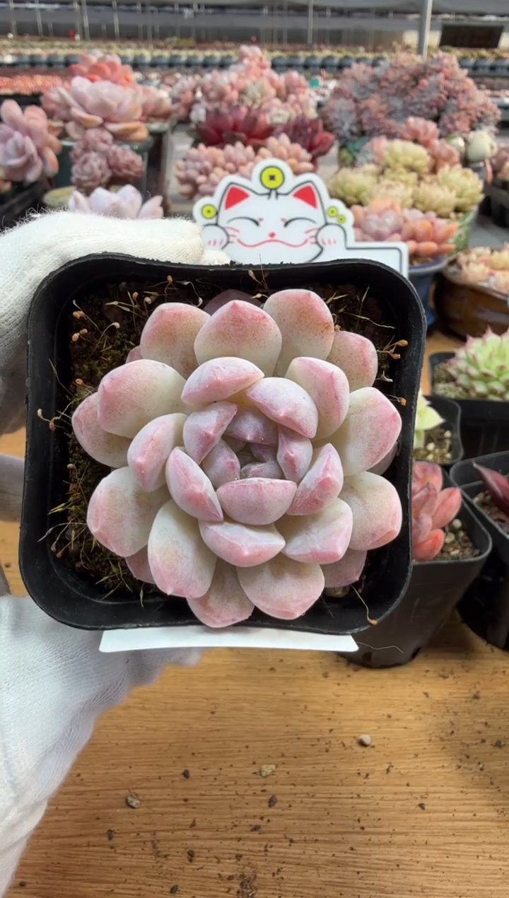 东云多肉园三店-171
