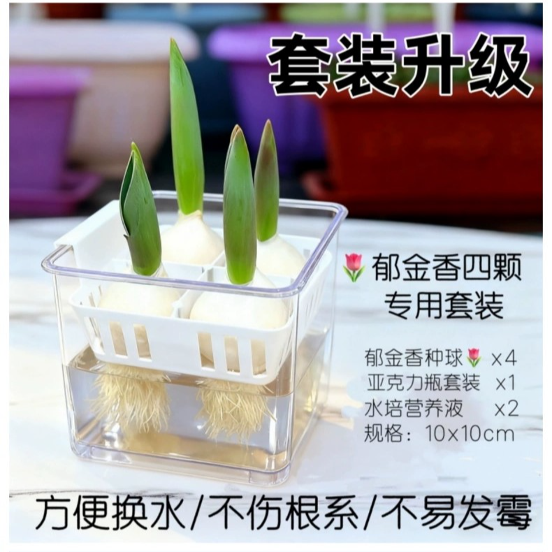 郁金香种球水培花卉5度球室内花土养植物四季好养活盆栽花苗种籽