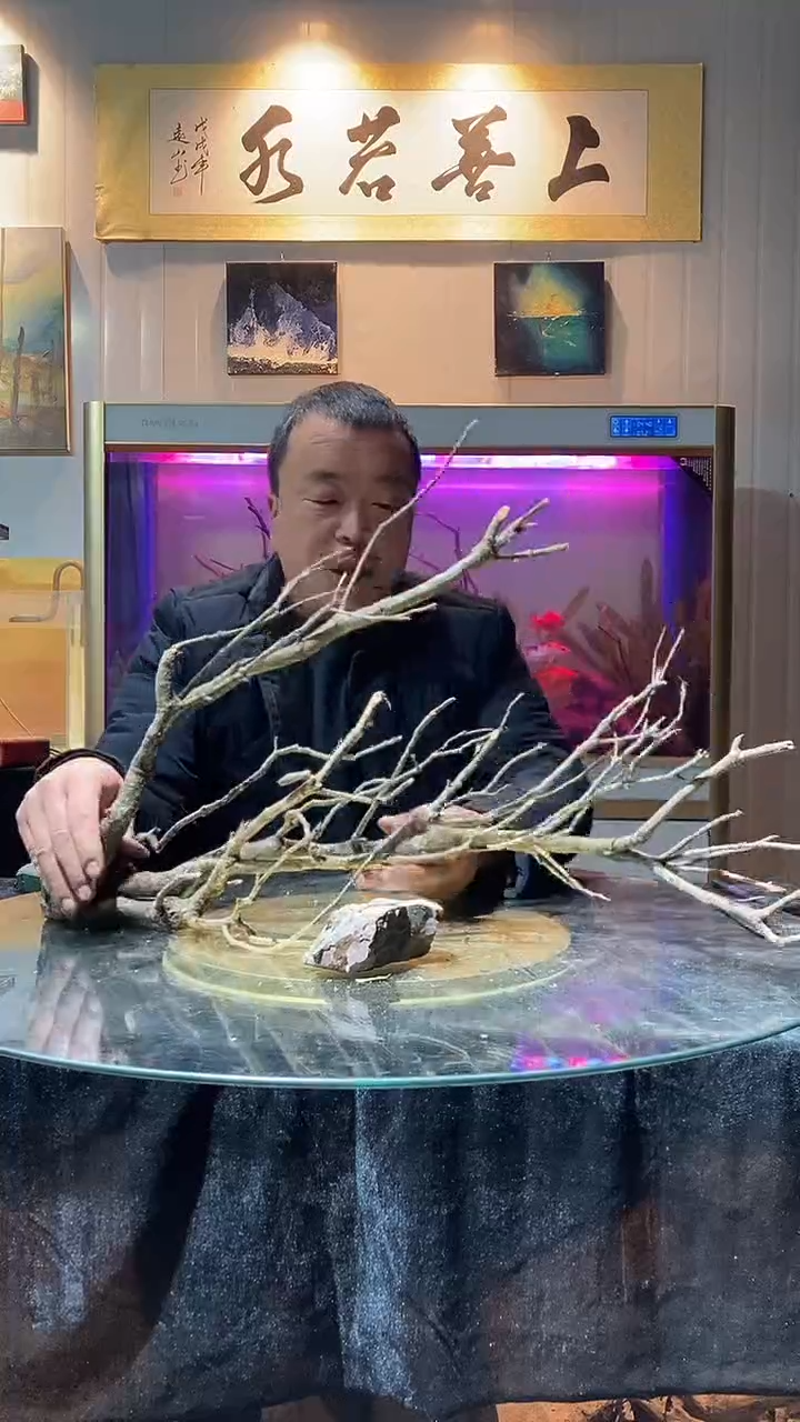 109号天然黄梨枝一组适合80-100缸