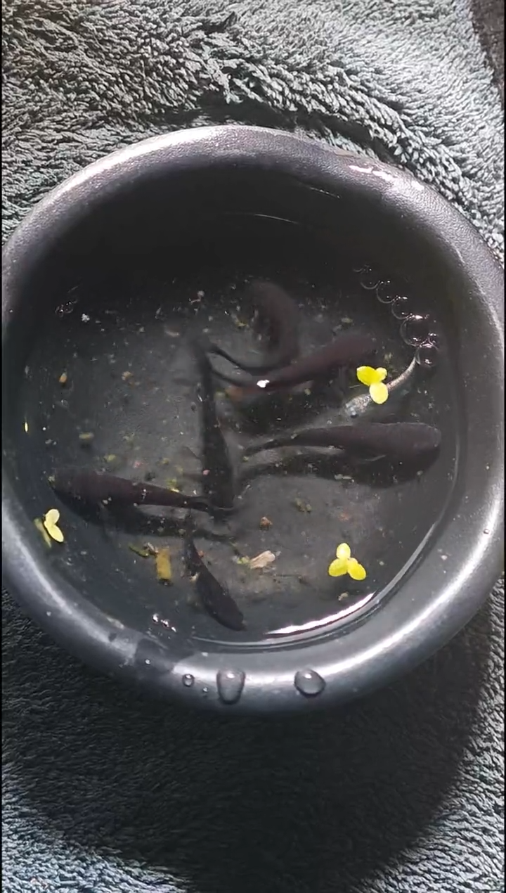 青鳉鱼观背青鳉026