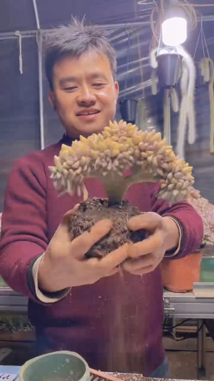 223淡雪缀化一物一拍