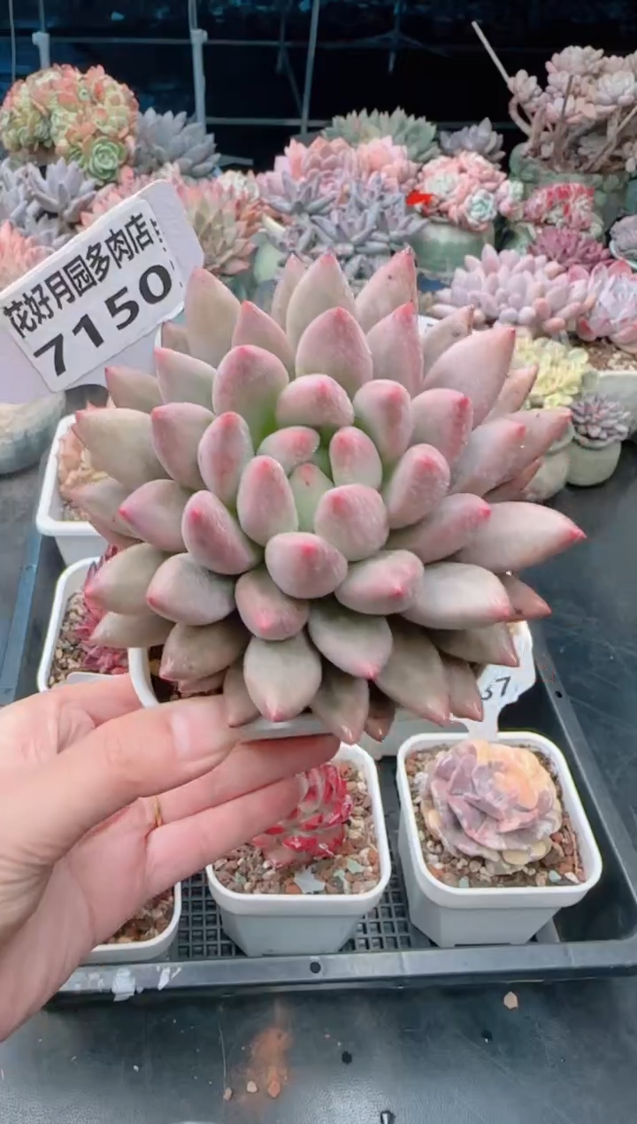 【闪购商品】7150.
