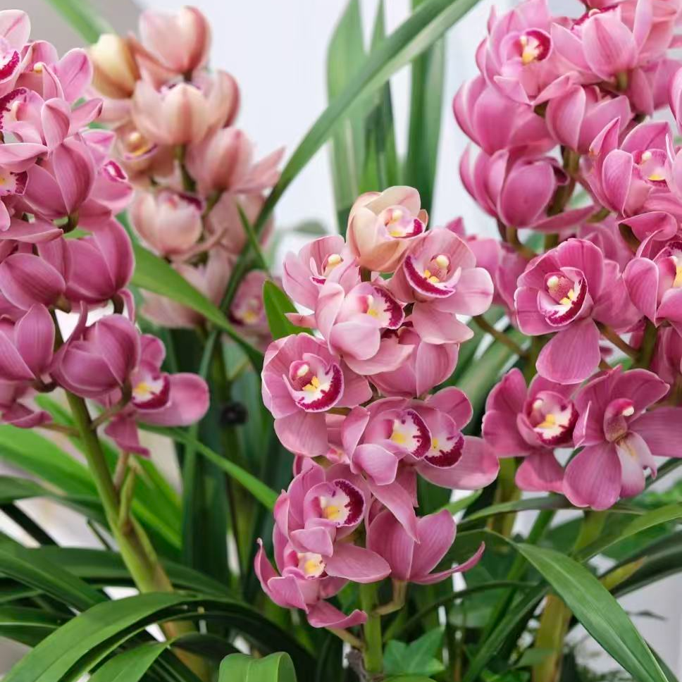  【李先生】葡萄美酒~兰花盆栽四季开花浓香型易活室内观赏