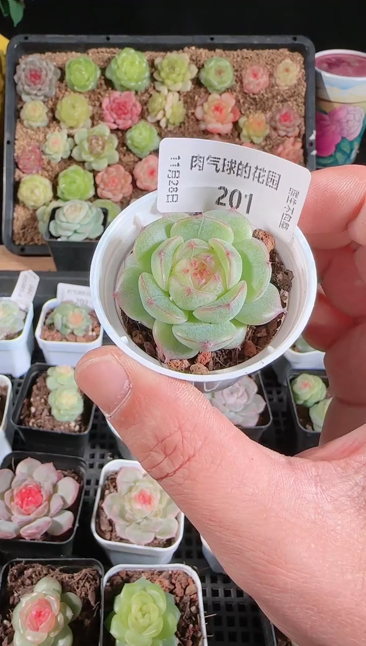 多肉1128-201海王心群生不包整