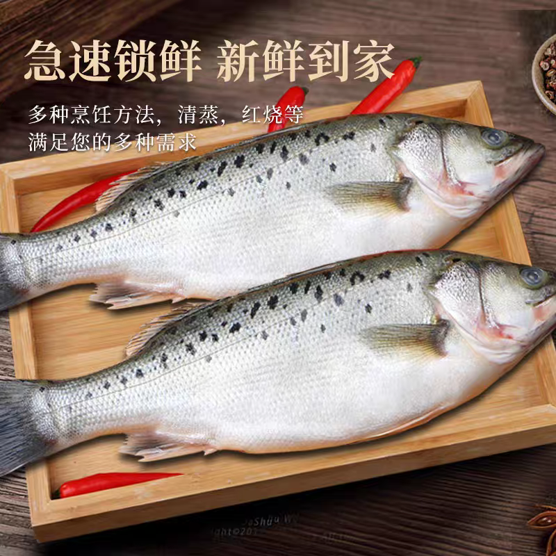 连云港本地新鲜海捕野鲈鱼（七星鲈鱼）顺丰冷链发货
