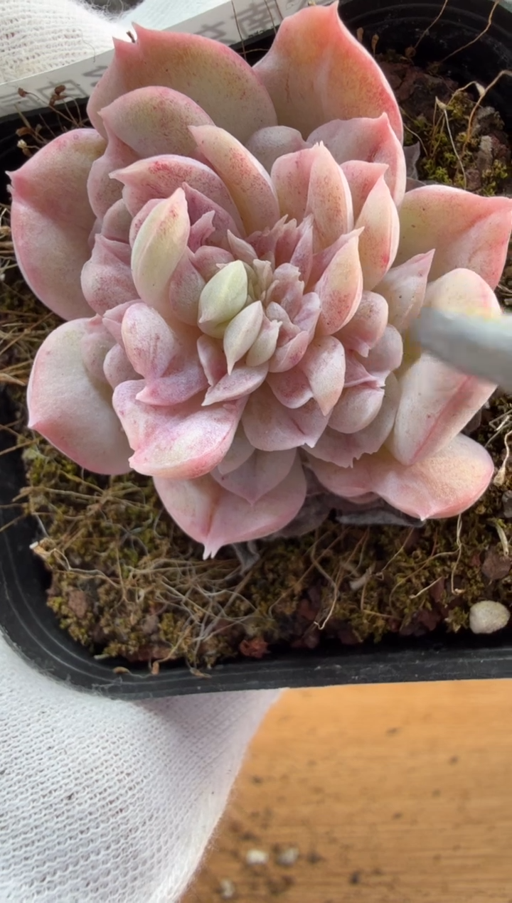 东云多肉园三店-126