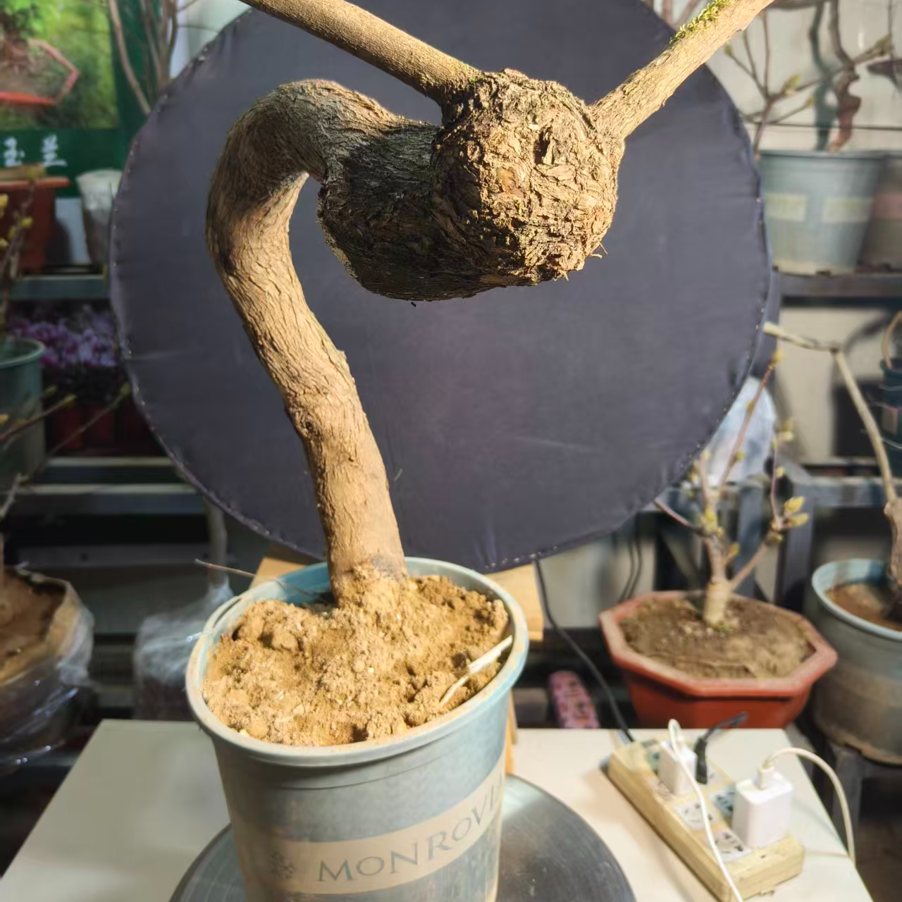 自然成型的老桩黄荆