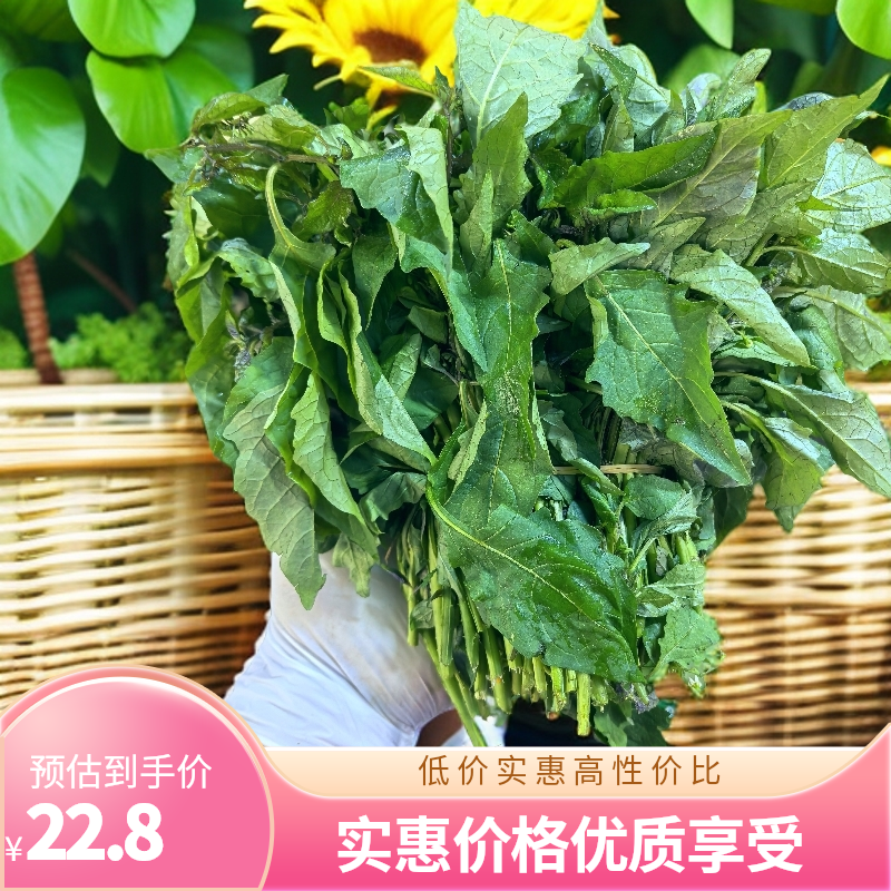 （空运）包邮云南苦凉菜新鲜龙葵菜百花苦菜