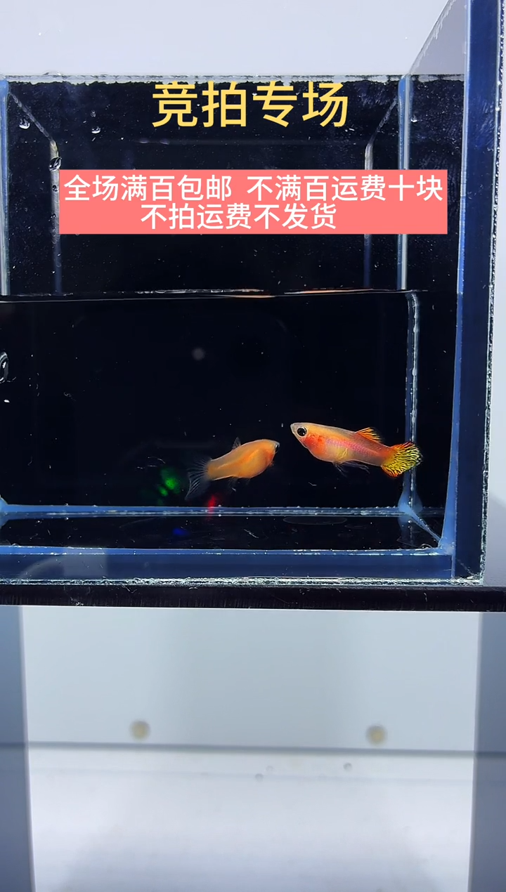 孔雀鱼糖果蕾丝玻璃猫一对-37