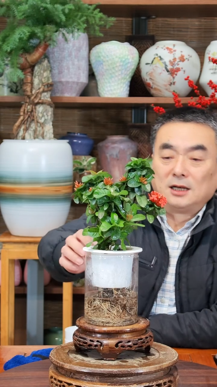 无花朵天*了水之韵水培龙船花