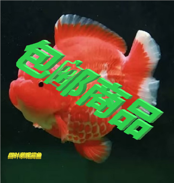 泰狮-冷水-观赏鱼-自家养殖-耐活-花色多多