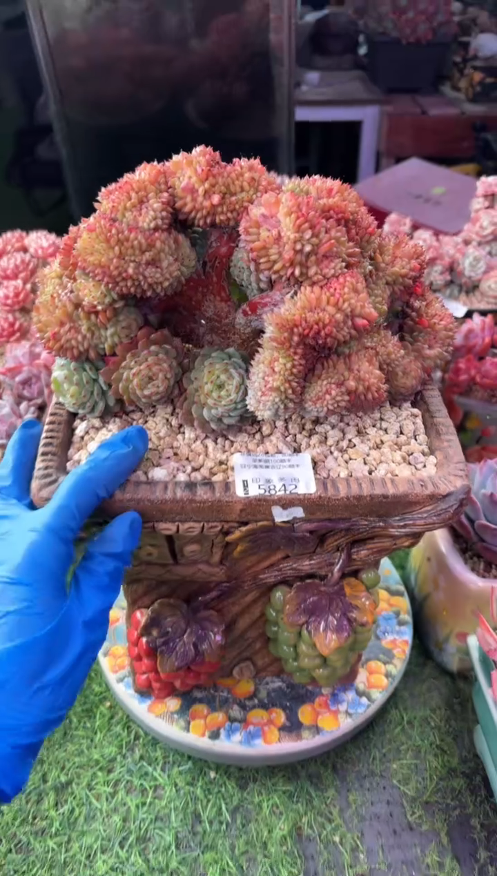 㞮*昆明印象多肉5842的盆